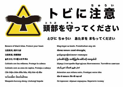 トビに注意 頭部を守ってください