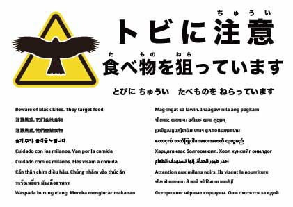 トビに注意 食べ物を狙っています